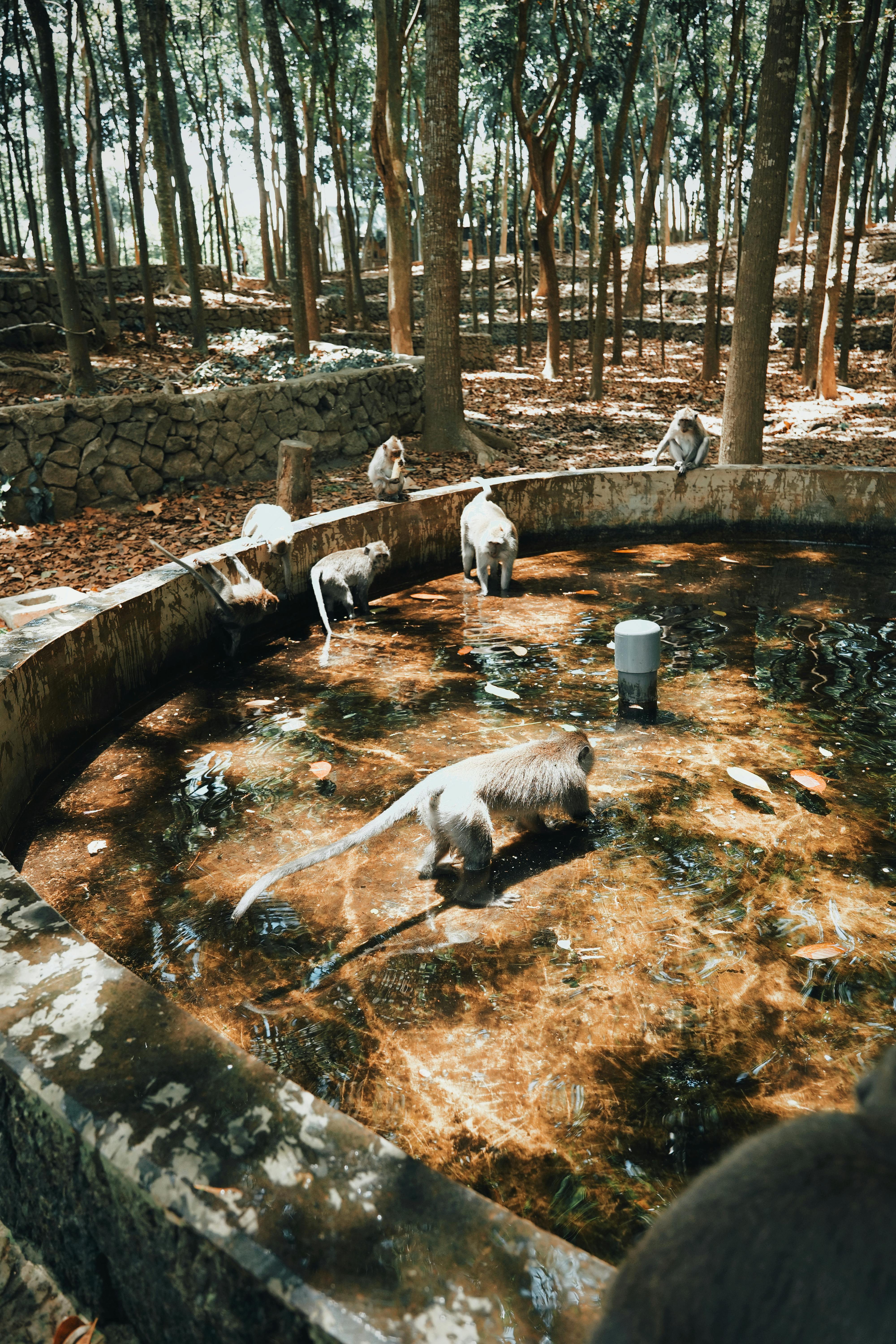 Chaparral Communities and Their Hardy Inhabitants