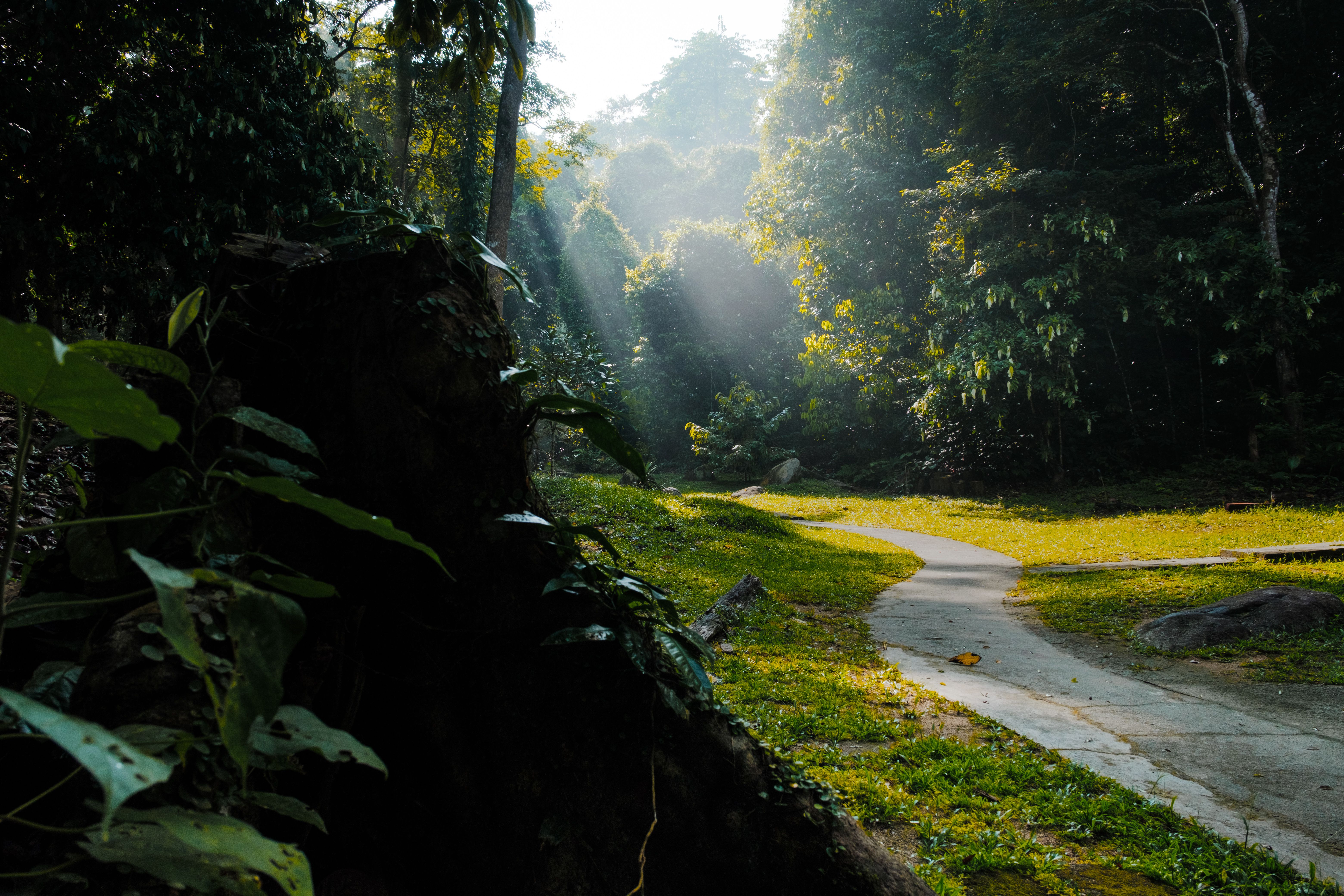 Serene forest path in Labis, Johor with sunlight streaming through trees.