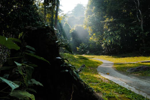 Free stock photo of forest, johor, nature