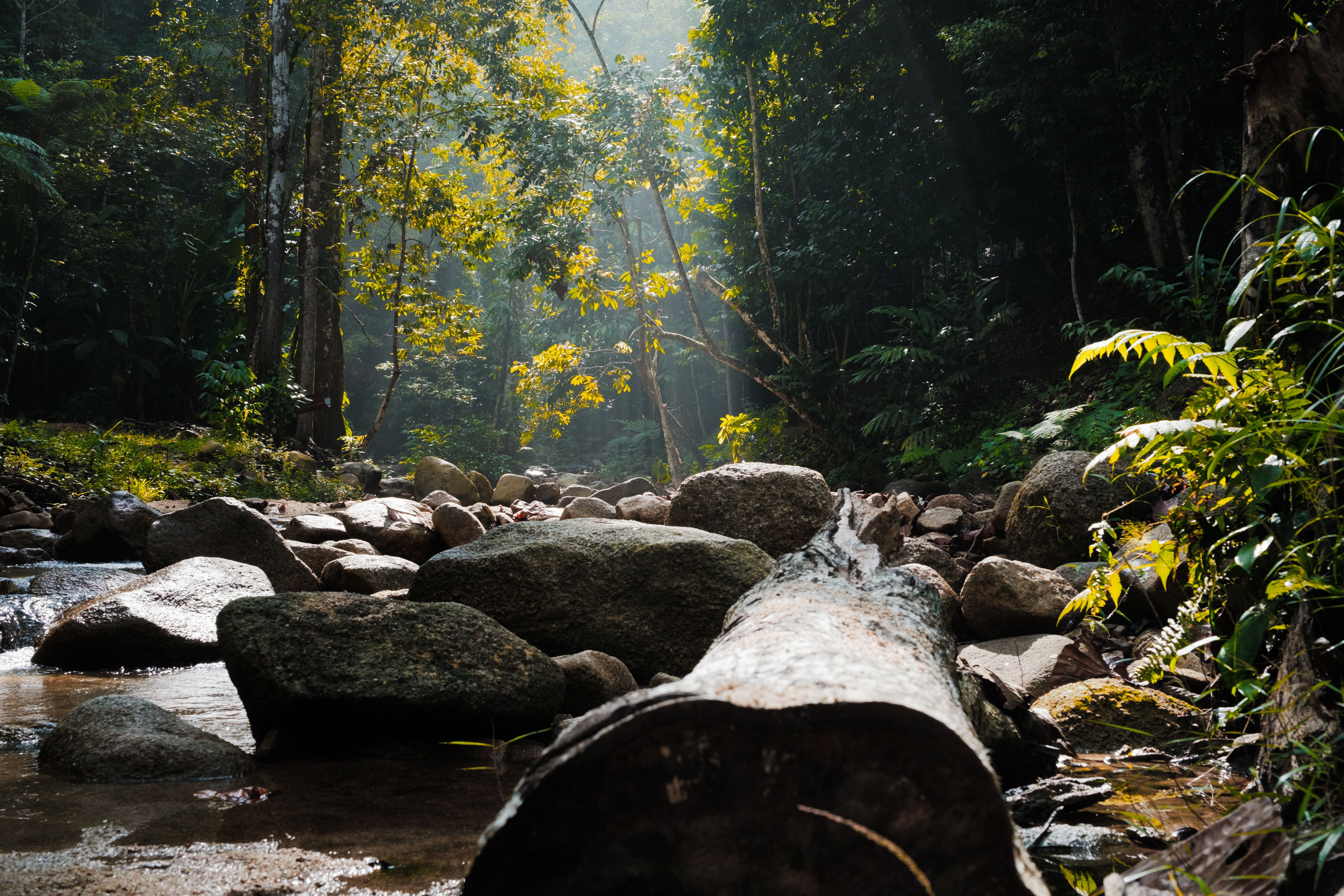Sunlit forest stream in Labis, Johor, showcasing lush greenery and tranquil nature.