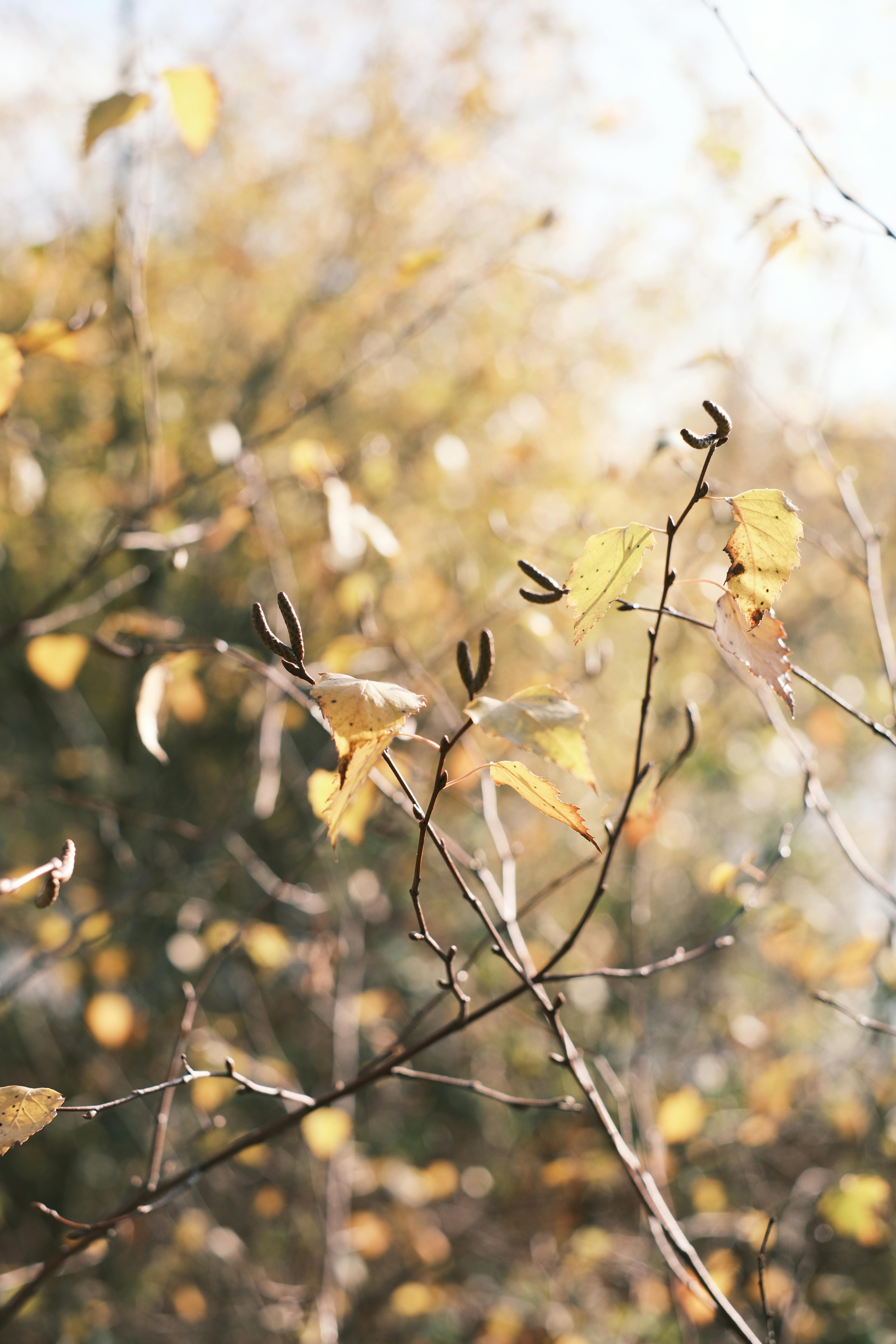 免费 秋日金色的树叶在柔和的阳光下洒落在枝头，特写镜头展现了秋日的美景。 素材图片