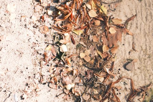 Free Dry autumn leaves scattered on sandy ground with light ripples in outdoor setting. Stock Photo