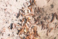 Abstract Pattern of Autumn Leaves in Mud