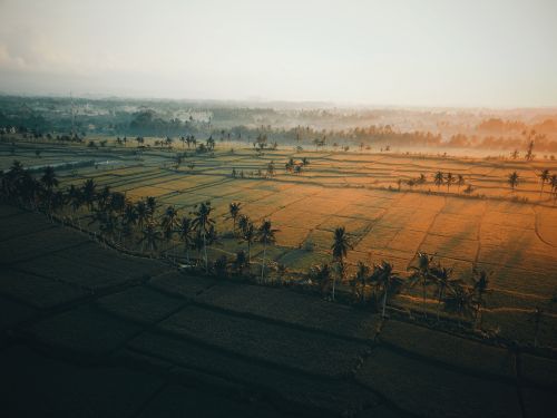 Free Drone shot capturing a serene tropical farmland with coconut trees at sunrise. Stock Photo