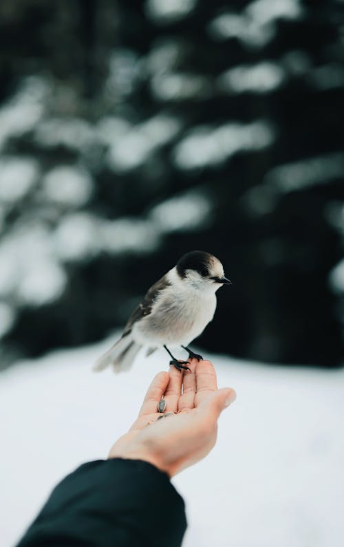 Shallow Focus Photo of Bird on Person's Hand