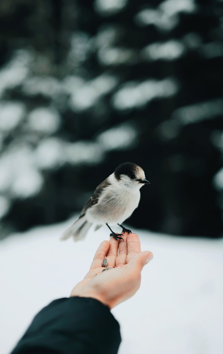 Shallow Focus Photo Of Bird On Person's Hand