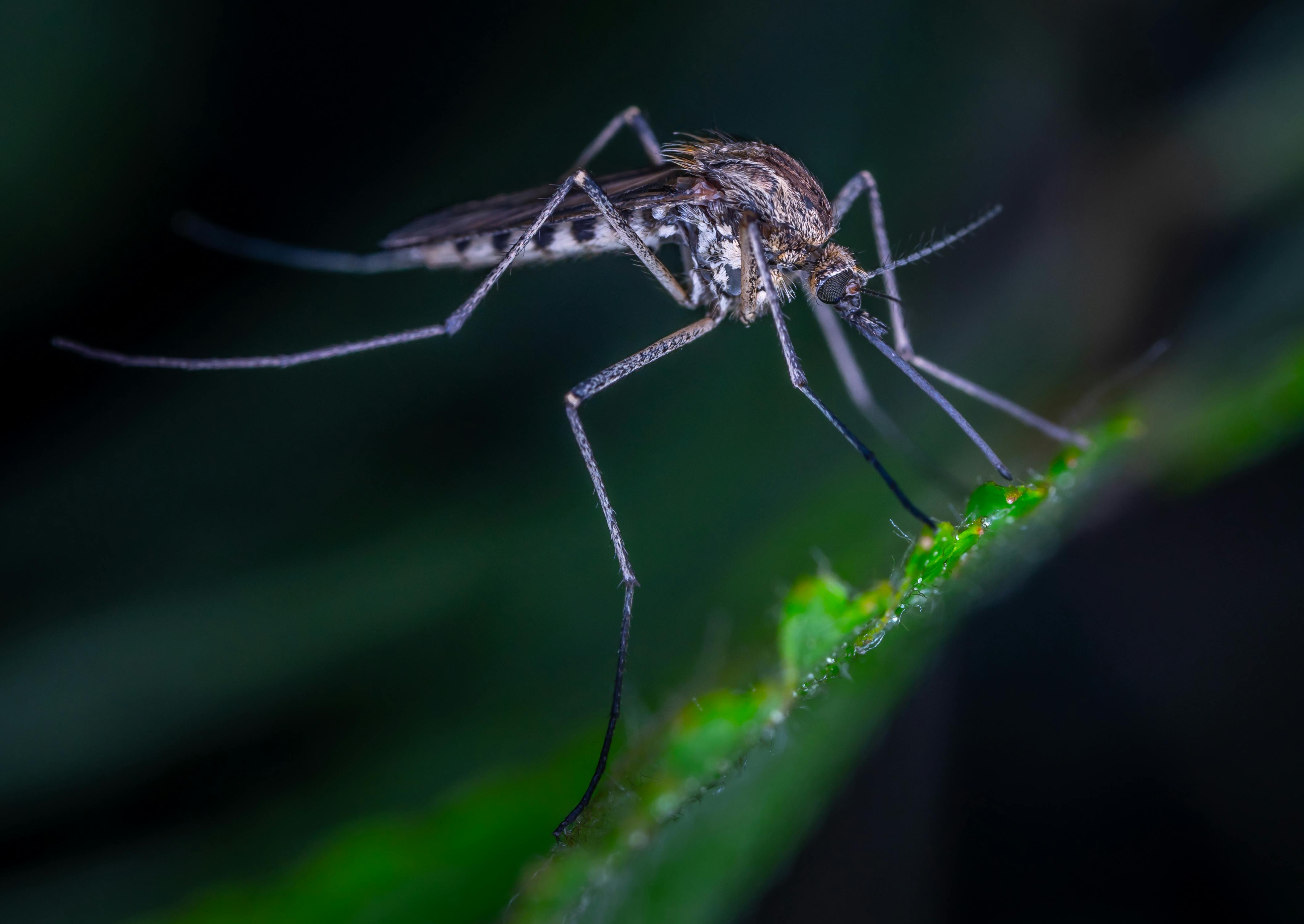 A swarm of mosquitoes hovering over a backyard patio in the evening