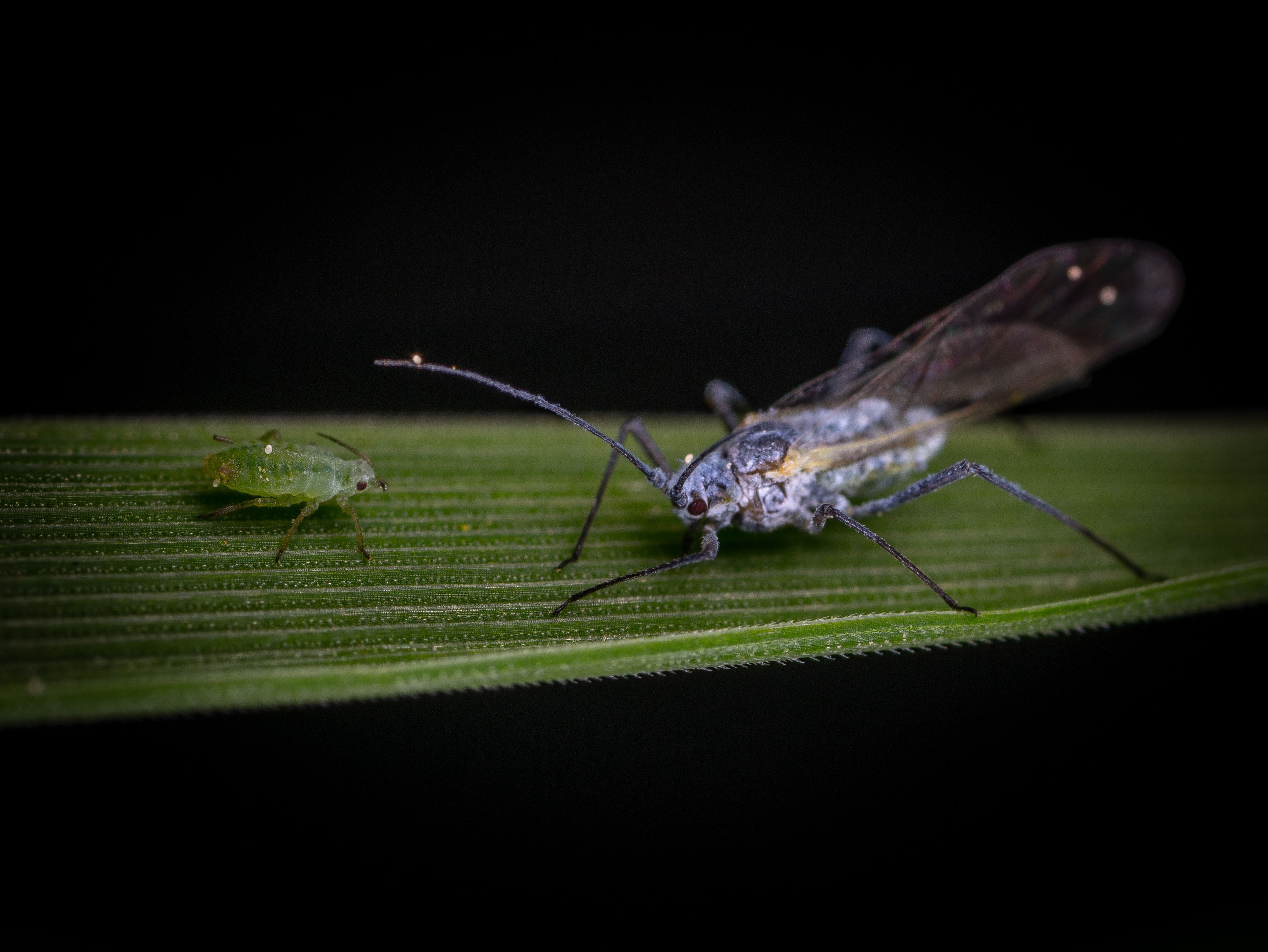 Macro Shot of Two Insects on Leaf · Free Stock Photo