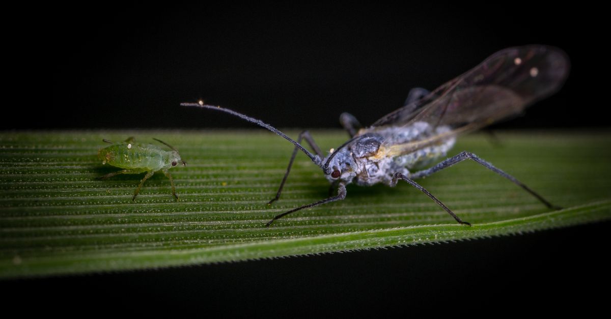 Two Incects Macro Shot of Two Insects on Leaf · Free Stock Photo