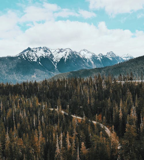 Foto d'estoc gratuïta de altitud, aventura, bosc