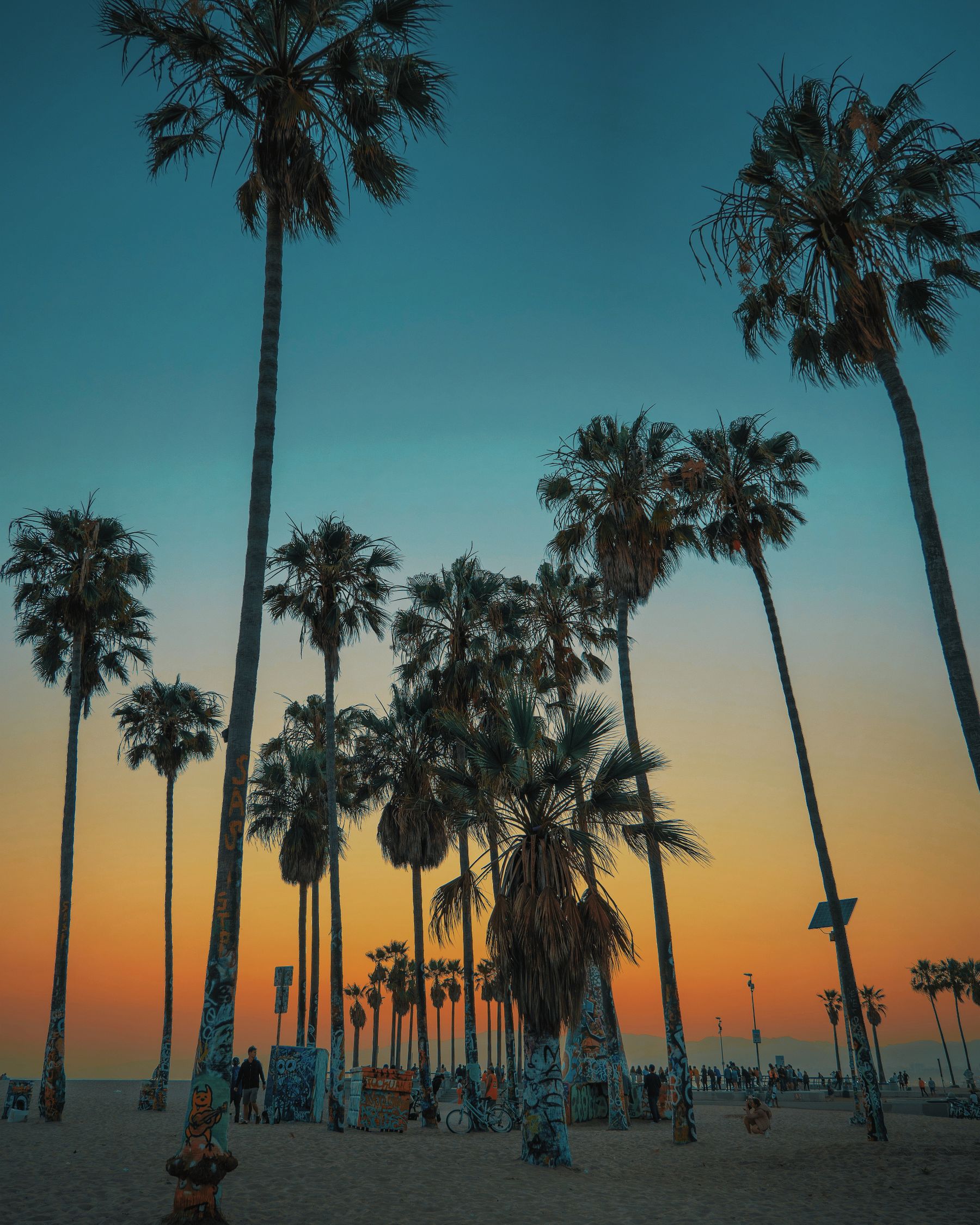 Palm Trees On Beach At Sunset Free Stock Photo palm-trees-on-beach-at-sunset-free-stock-photo