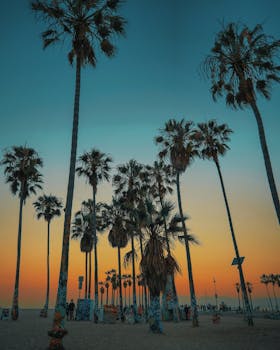 Low angle of tall palms on city beach with promenade against multicolored sunset sky