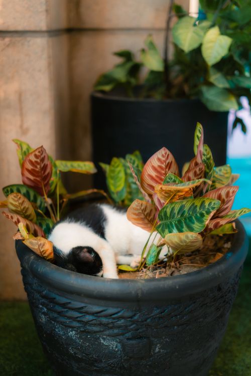 Free Adorable black and white cat napping in a large plant pot surrounded by colorful leaves. Stock Photo