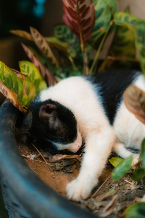 Free A cute black and white cat sleeps peacefully in a garden planter surrounded by lush leaves. Stock Photo
