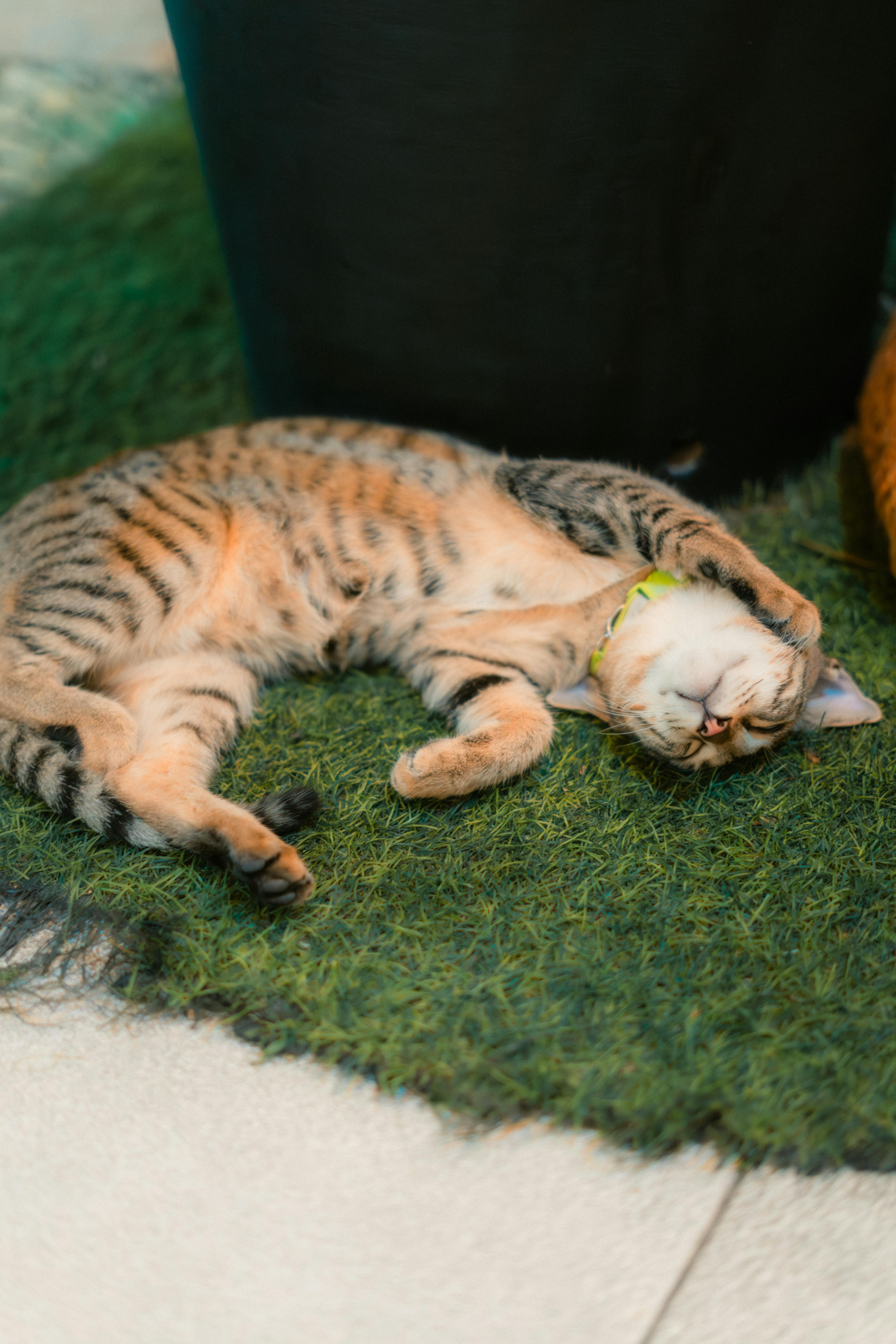 An image of a cat sleeping on fake grass  