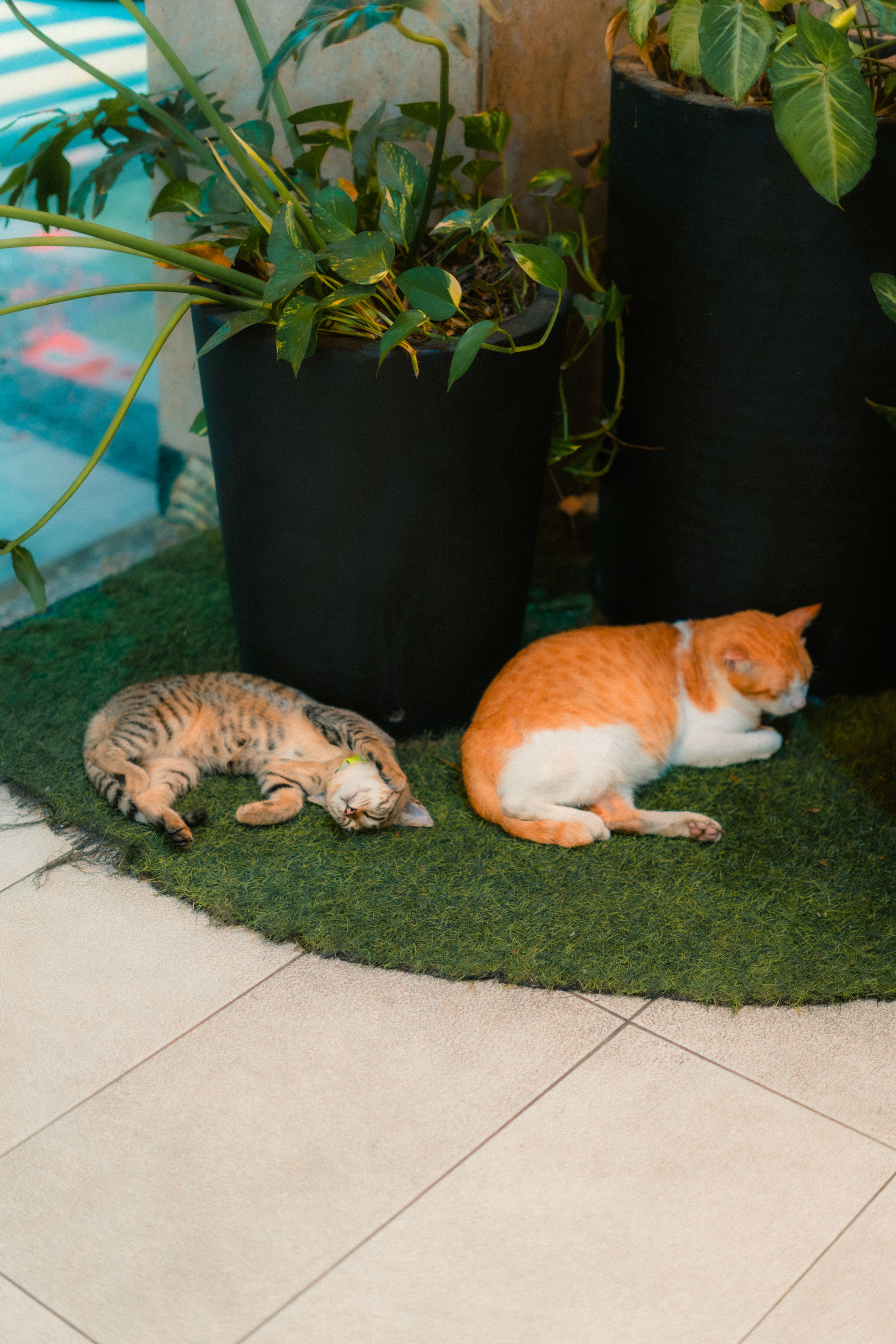 Fotomural Fotolia