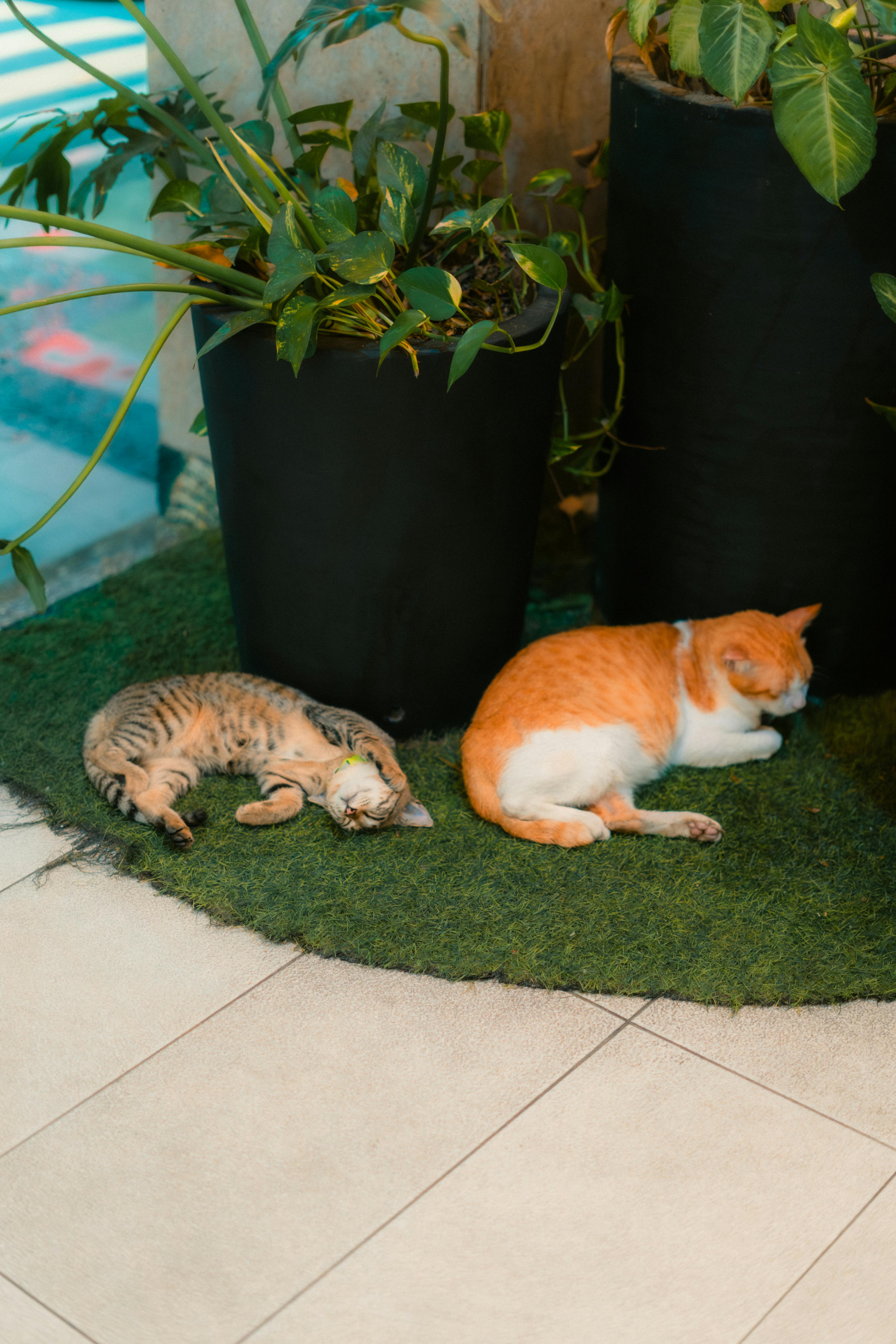An image of two cats resting on fake grass  