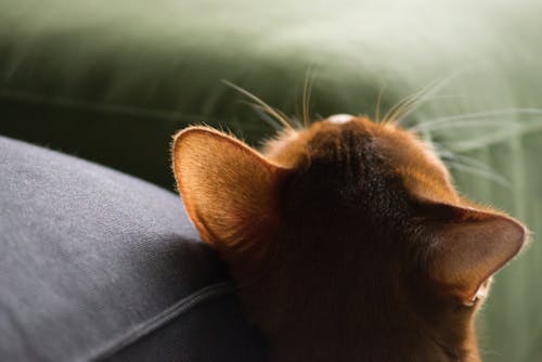 Free stock photo of billee, cat, chat Stock Photo