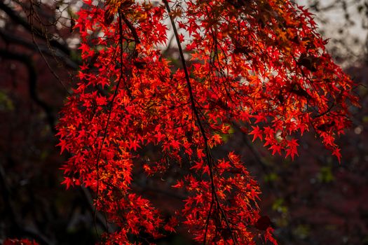 Close-up of bright red Japanese maple leaves backlit by sunlight, capturing the essence of fall.