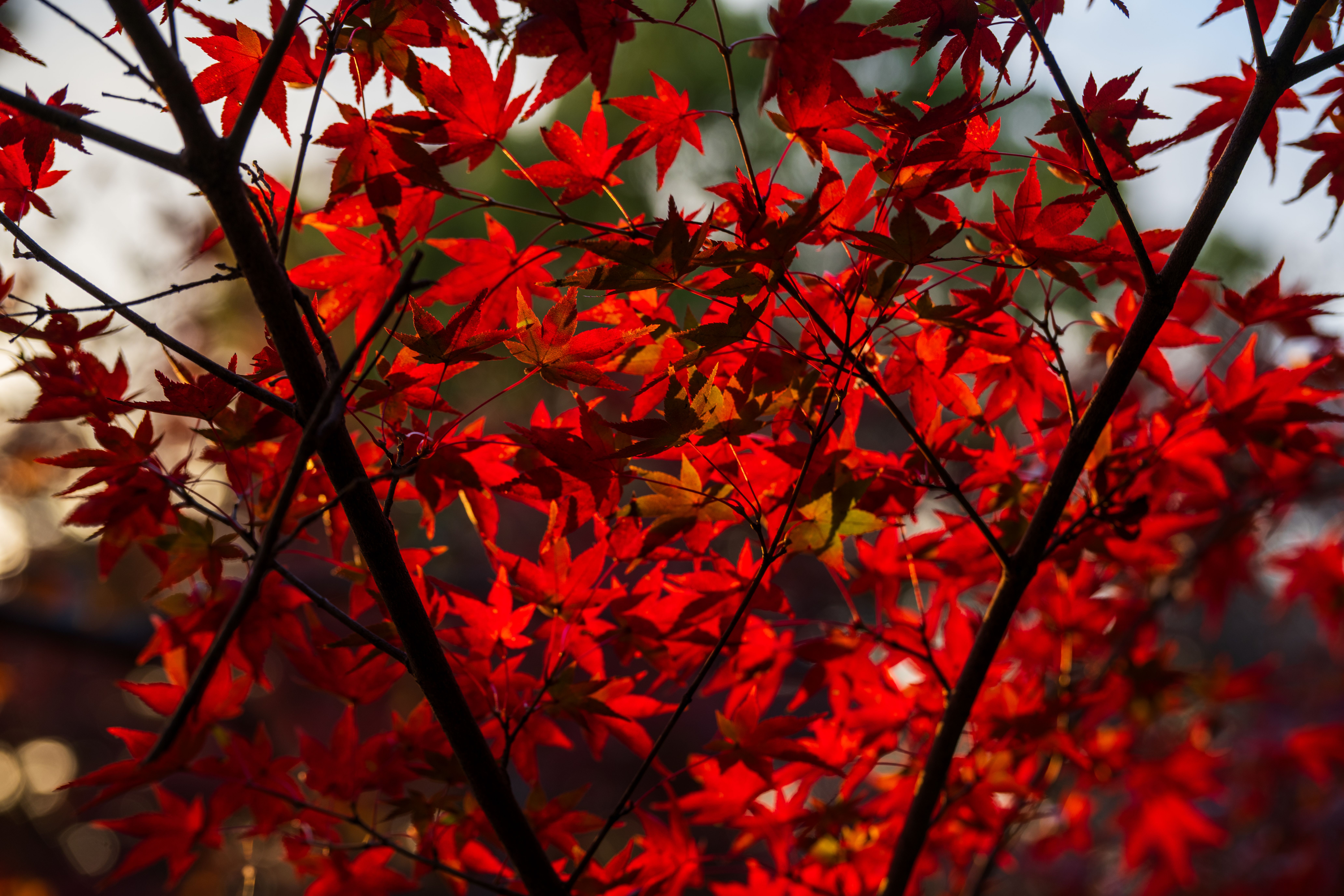 Autumn garden with colourful foliage