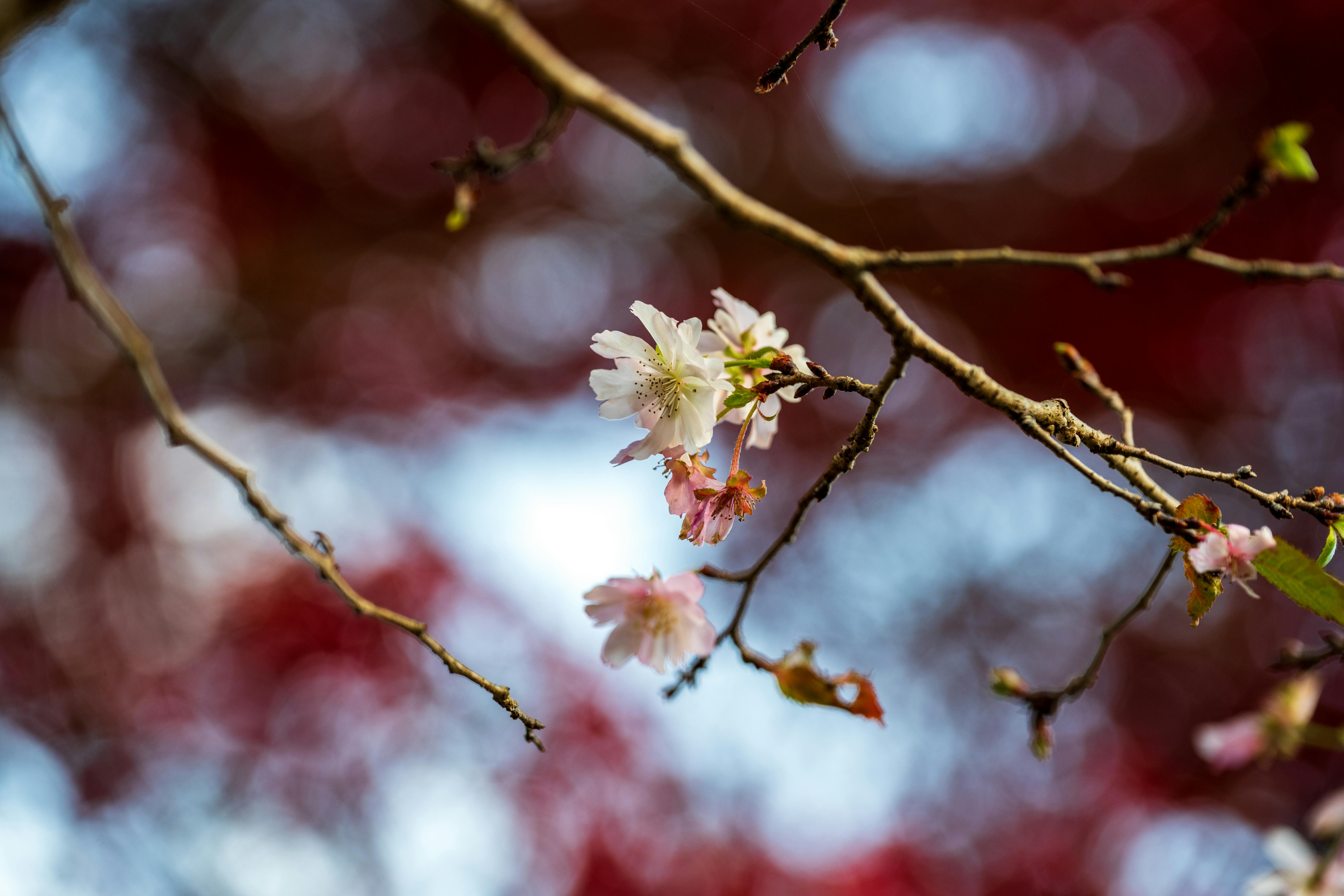 Journey through the Mystical Landscape of Floral Aromas