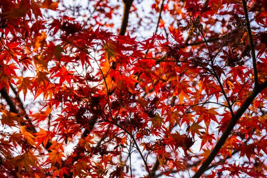 Close-up of vivid red maple leaves on a tree, symbolizing autumn.