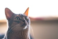 一只可爱的虎斑猫睁着大眼睛，留着胡须，在室内向上凝视