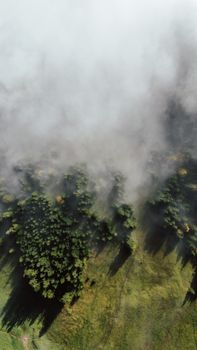 Stunning aerial shot of a mist-covered forest in Blaichach, Bavaria. Perfect for nature lovers.
