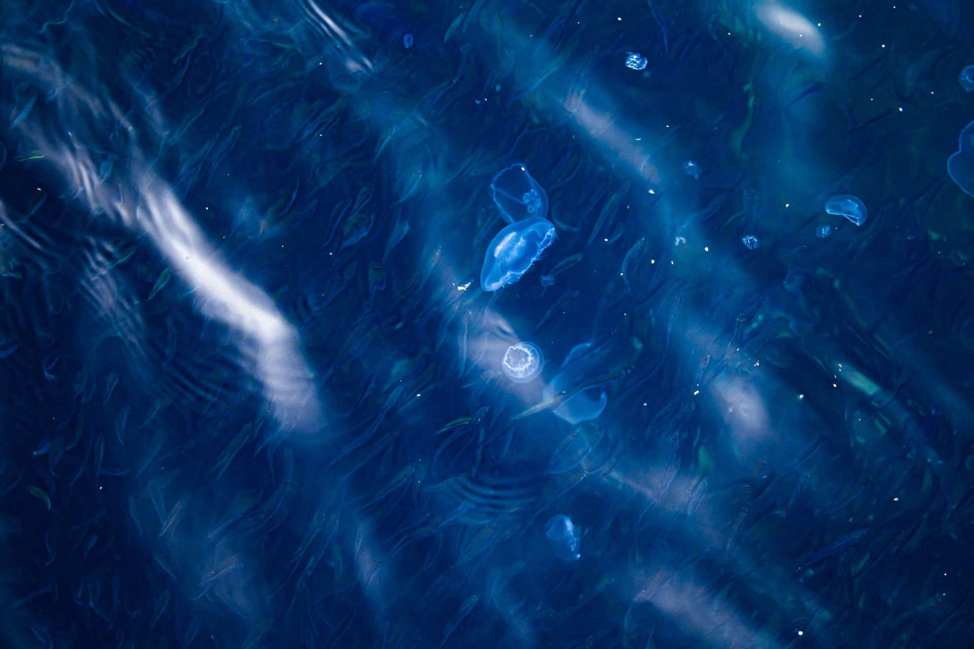 Underwater reef at Banda Sea