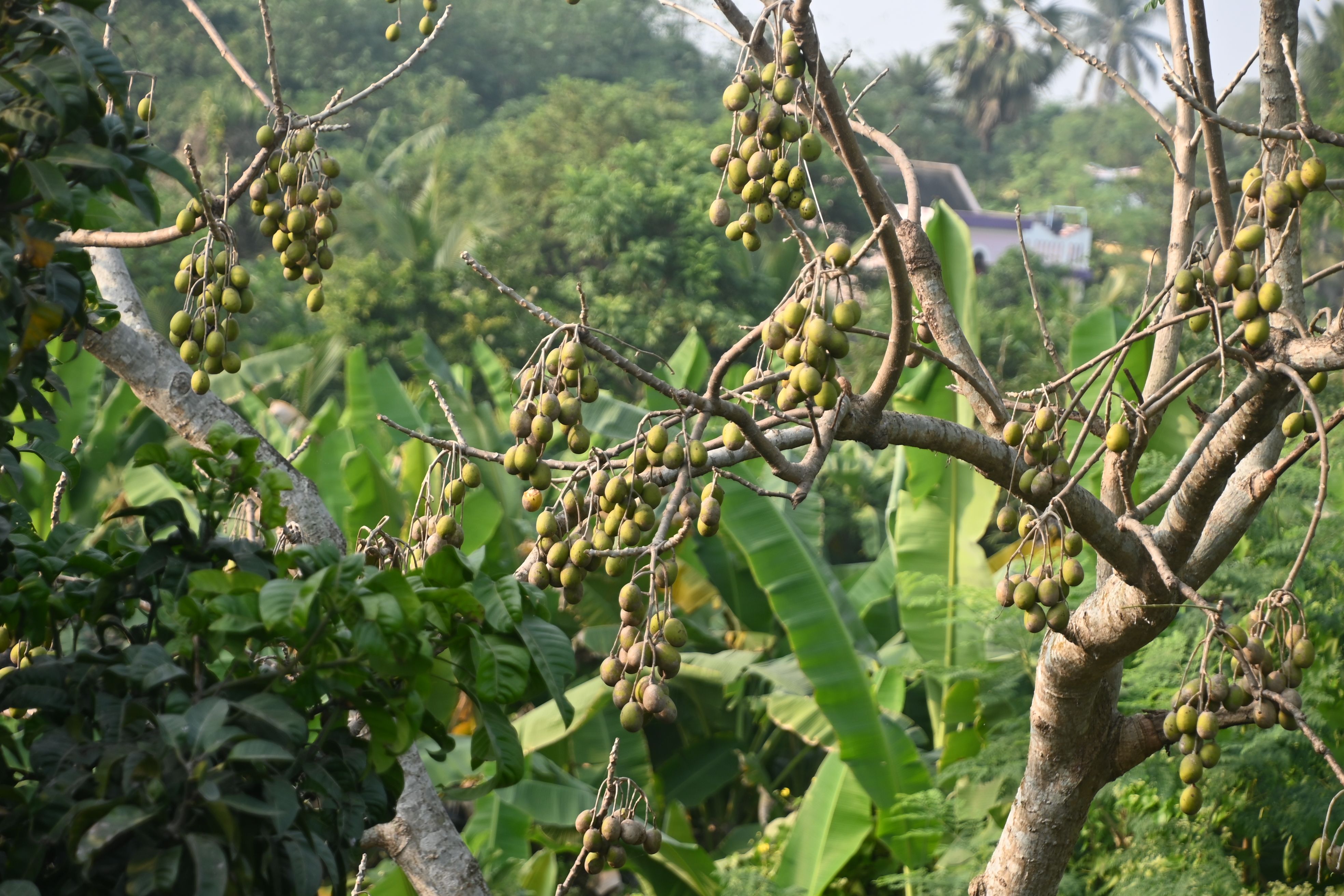 Tropical fruit tree in lush green landscape · Free Stock Photo
