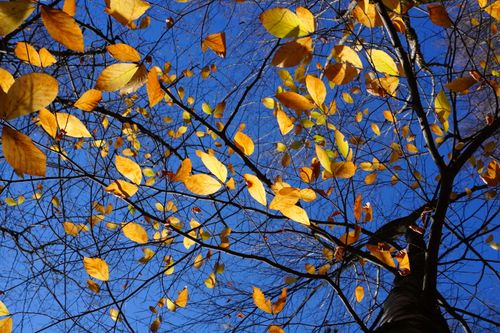 Free Golden autumn leaves create a vibrant contrast against a clear blue sky in a seasonal display. Stock Photo
