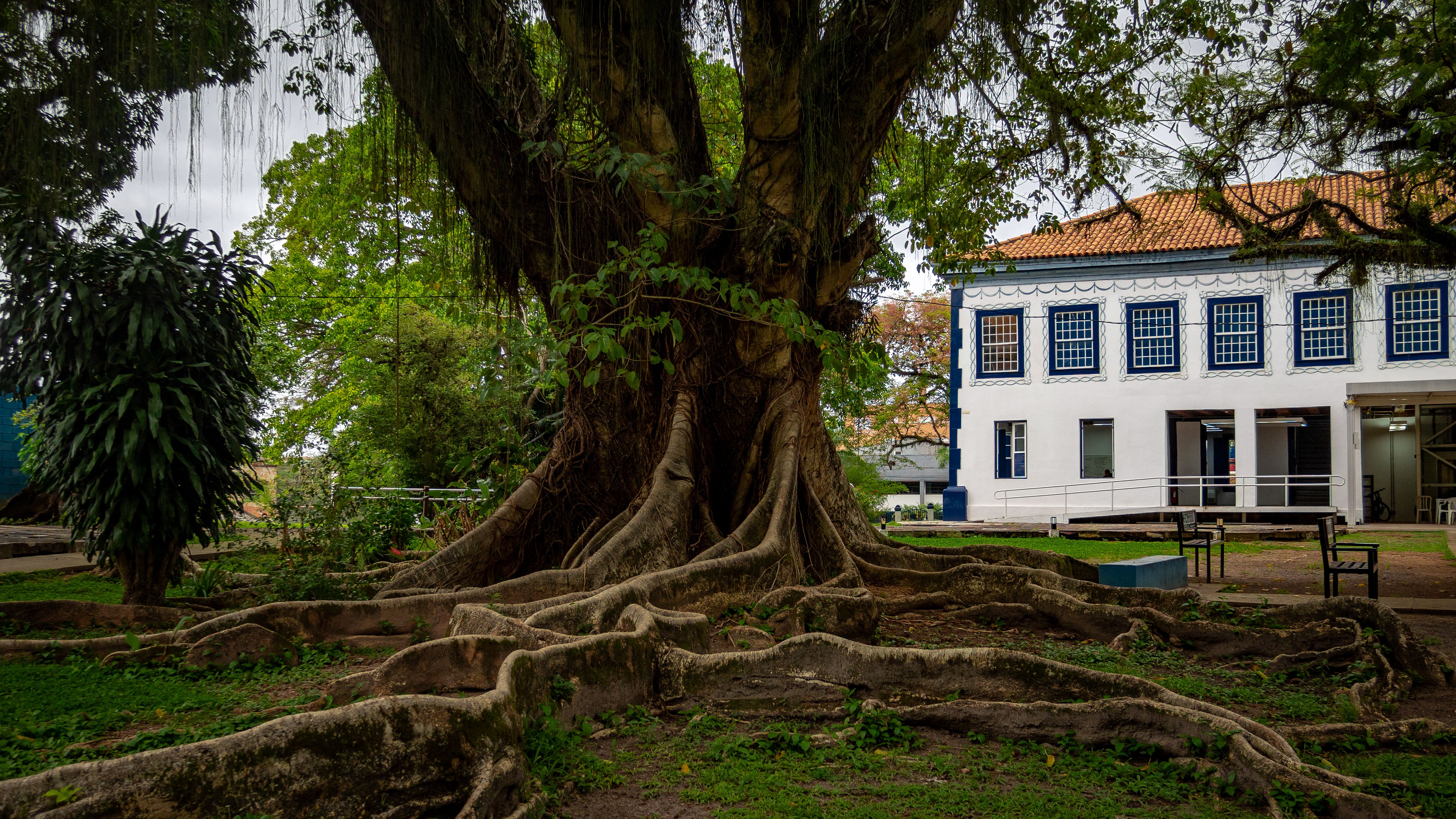 A sprawling tree with exposed roots beside a historical building in a tranquil park setting.