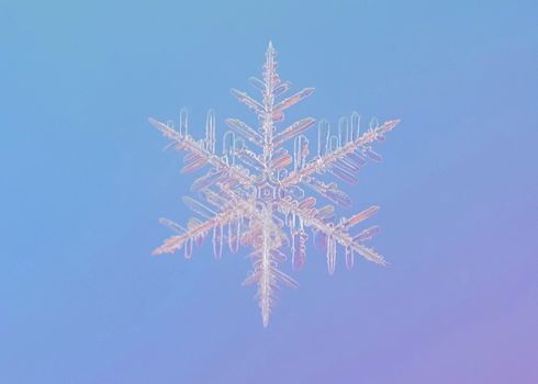 Free stock photo of christmas, close-up, cold