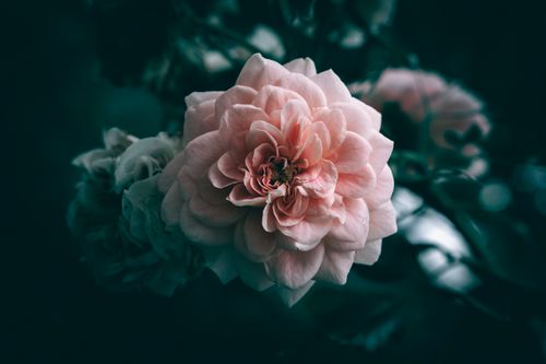 Free Close-up of a delicate pink rose in bloom against a dramatic dark foliage background. Stock Photo
