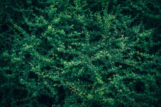 Close-up of lush green barberry bush foliage, perfect for natural backgrounds.
