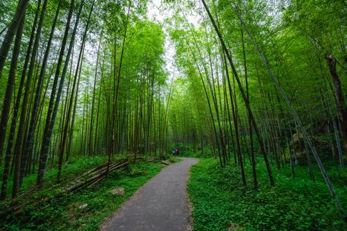 Free A peaceful path cutting through a lush bamboo forest in springtime. Stock Photo