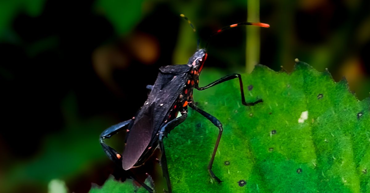 Rust Insect India Macro Capture of Insect on Leaf in Indian Garden · Free Stock Photo