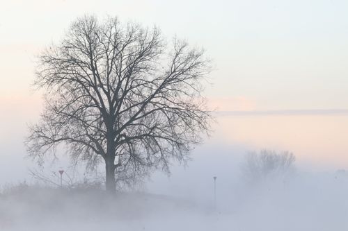 Free A bare tree silhouetted against a foggy morning sky, creating a serene winter scene. Stock Photo