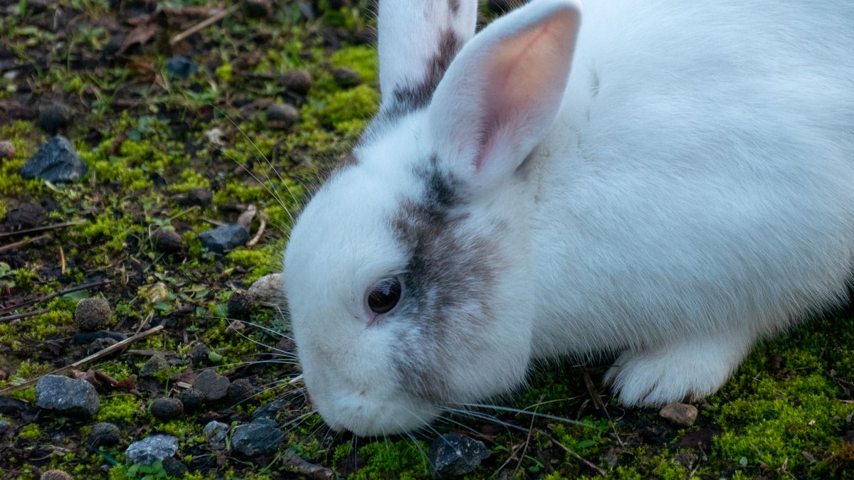 Buddelkiste für Kaninchen selber bauen: Größe, Füllung und Reinigung
