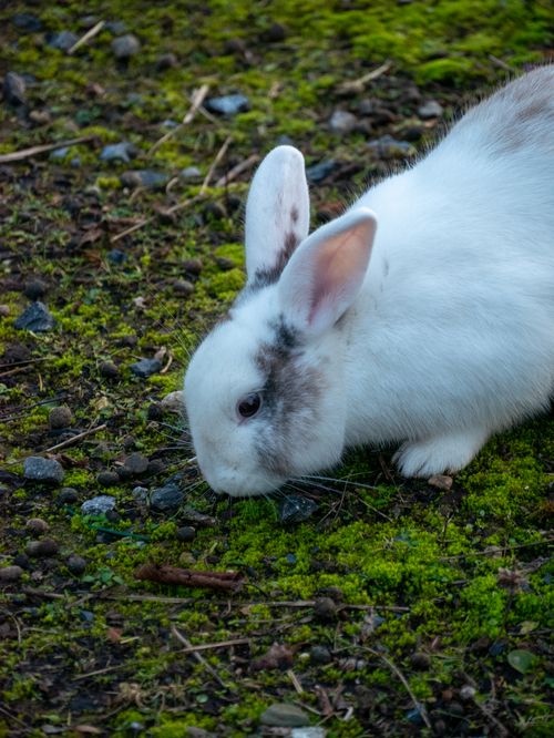 Free Adorable white rabbit with gray markings grazing on a mossy ground. Stock Photo