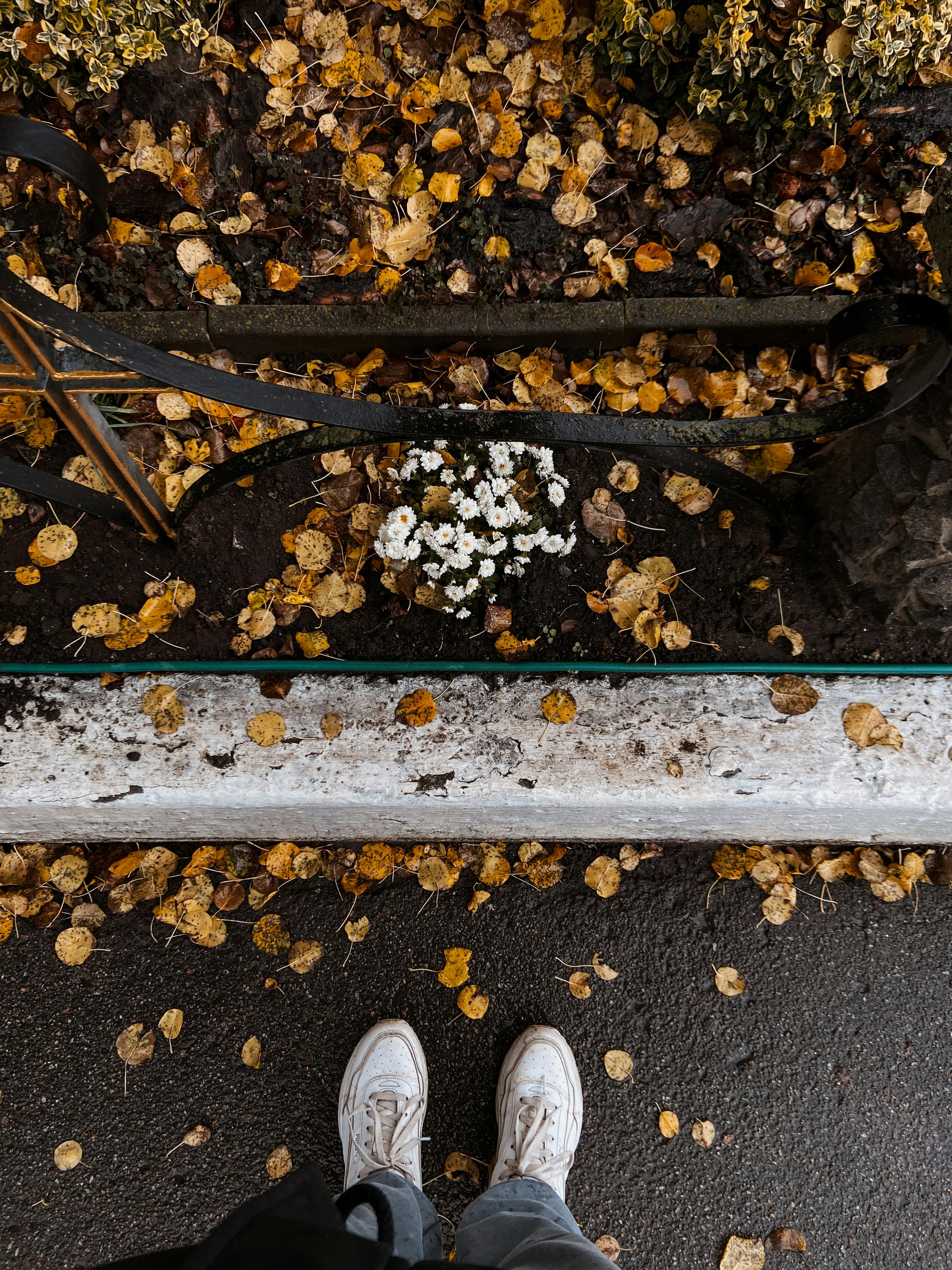 Gratis Person som står på vått fortau med høstblader og hvite blomster i nærheten. Arkivbilde