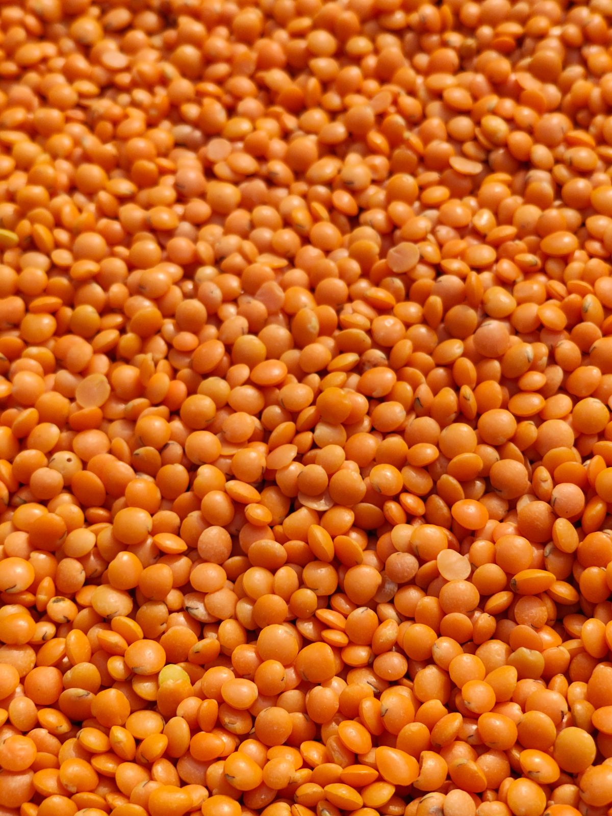 Vibrant orange lentils close up