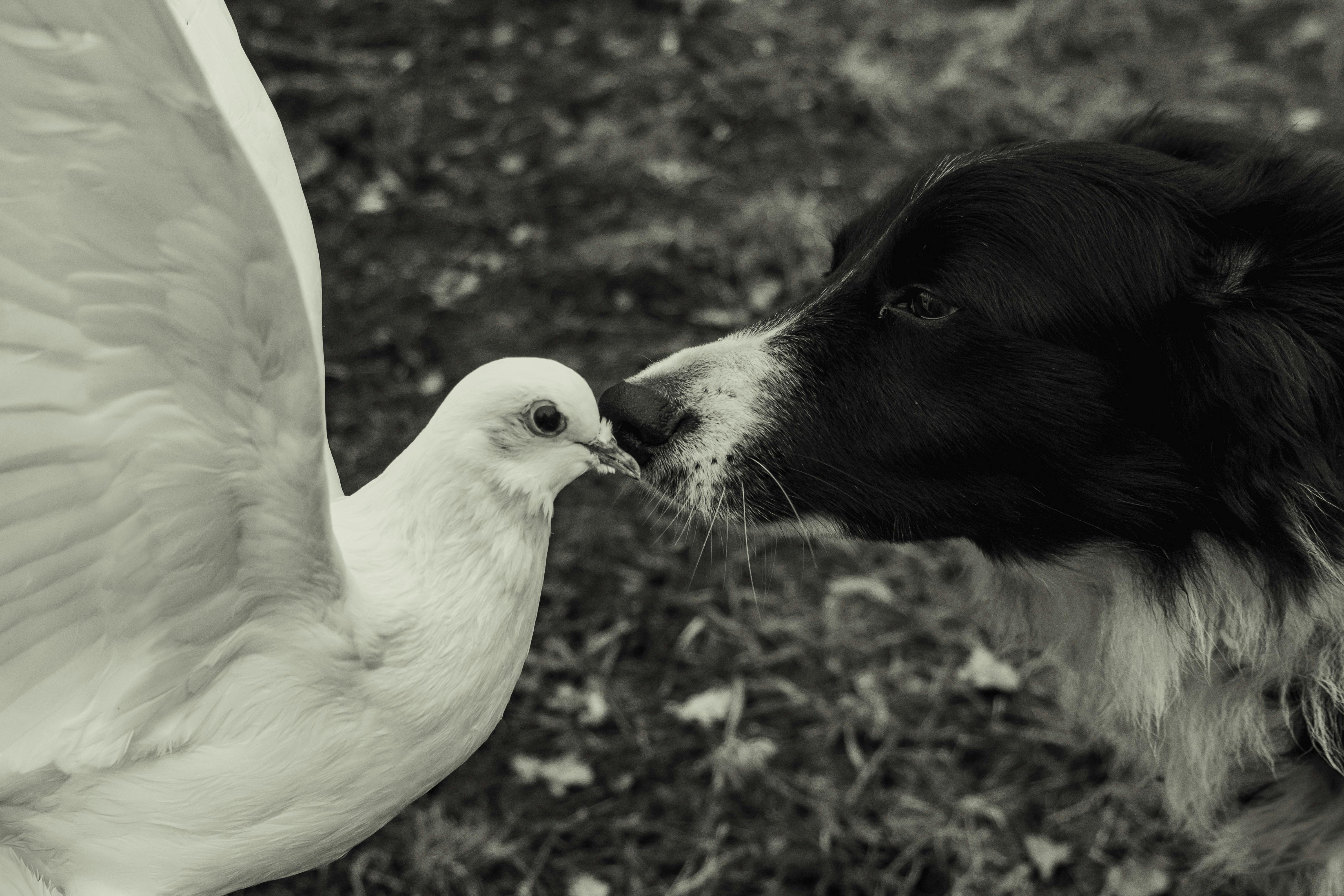 A black and white image of a curious dog and a peaceful dove outdoors.