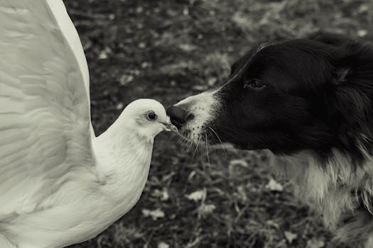 A black and white image of a curious dog and a peaceful dove outdoors.