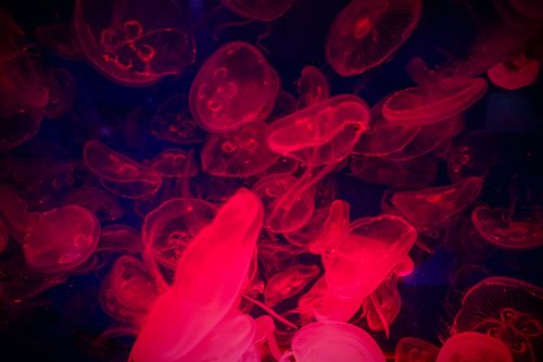 Free A stunning display of glowing red jellyfish floating gracefully in a dimly lit aquarium. Stock Photo