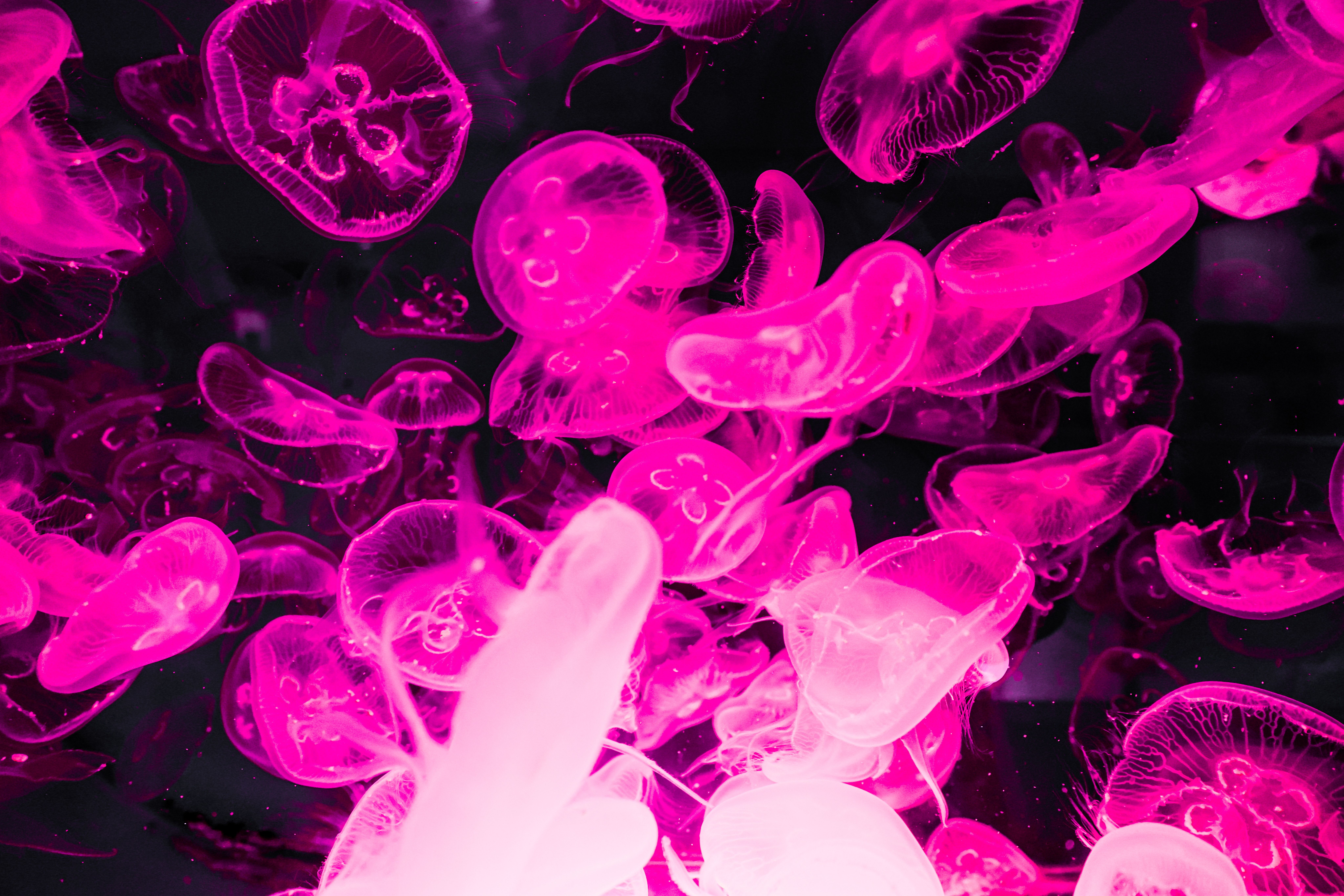 Jellyfish Lake