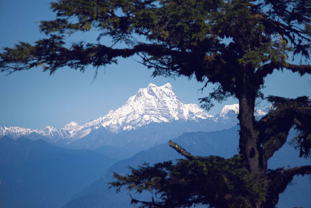 Os picos nevados do Himalaia emoldurados por árvores, vistos de Punakha