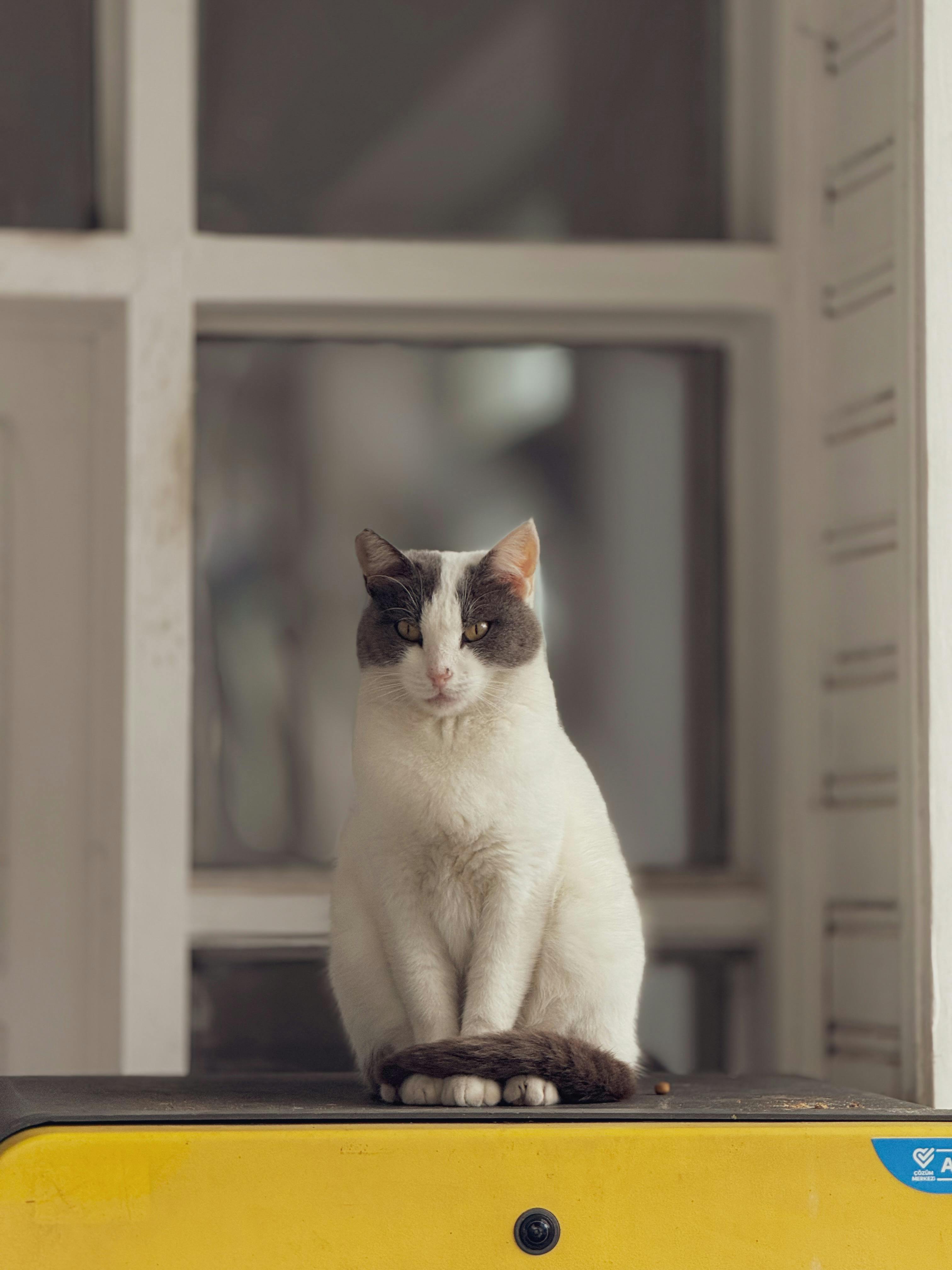 Kostnadsfria Lugn vit och grå katt som sitter på en gul yta inomhus. Stock foto