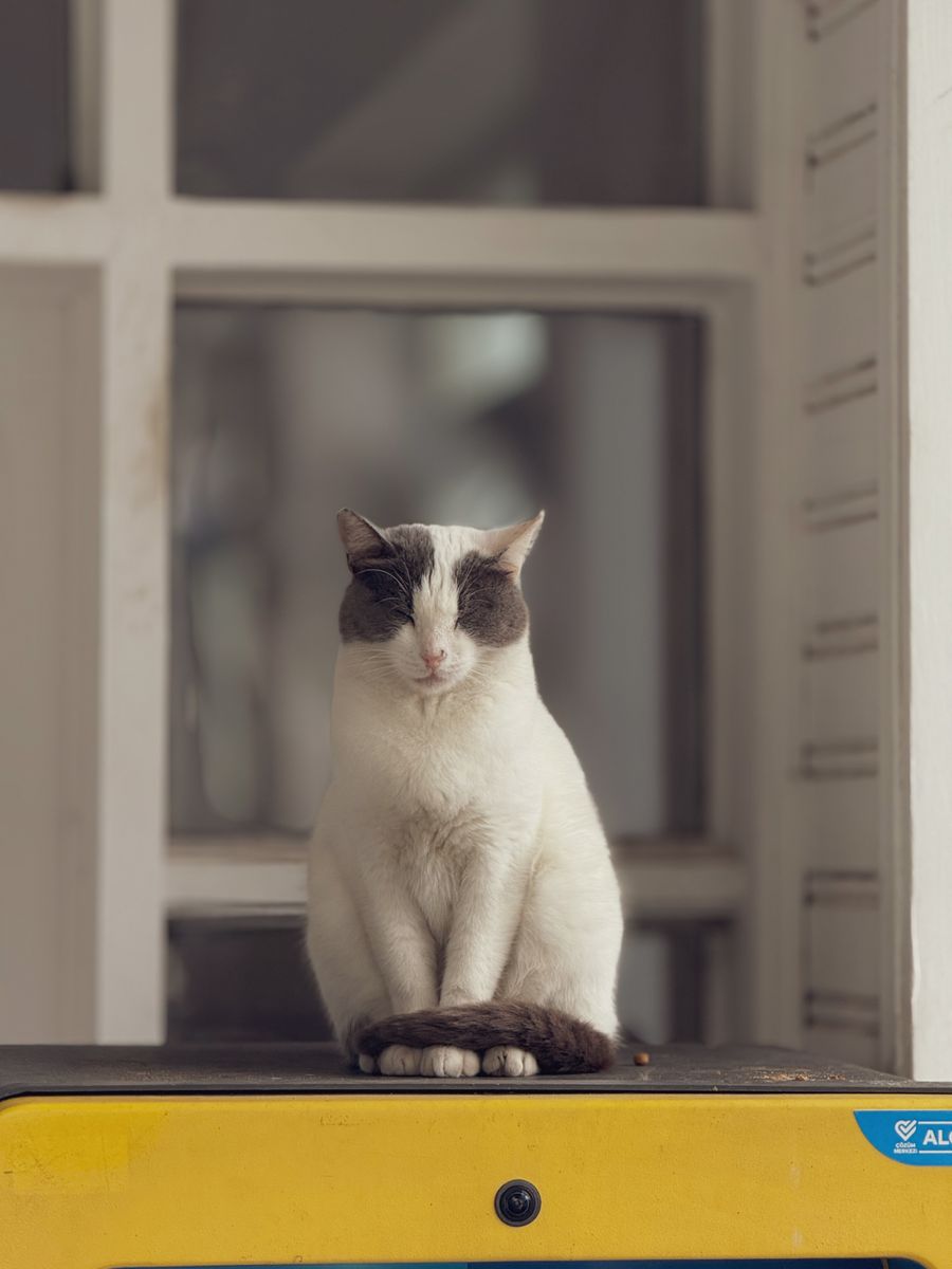 Peaceful cat resting calmly with eyes closed