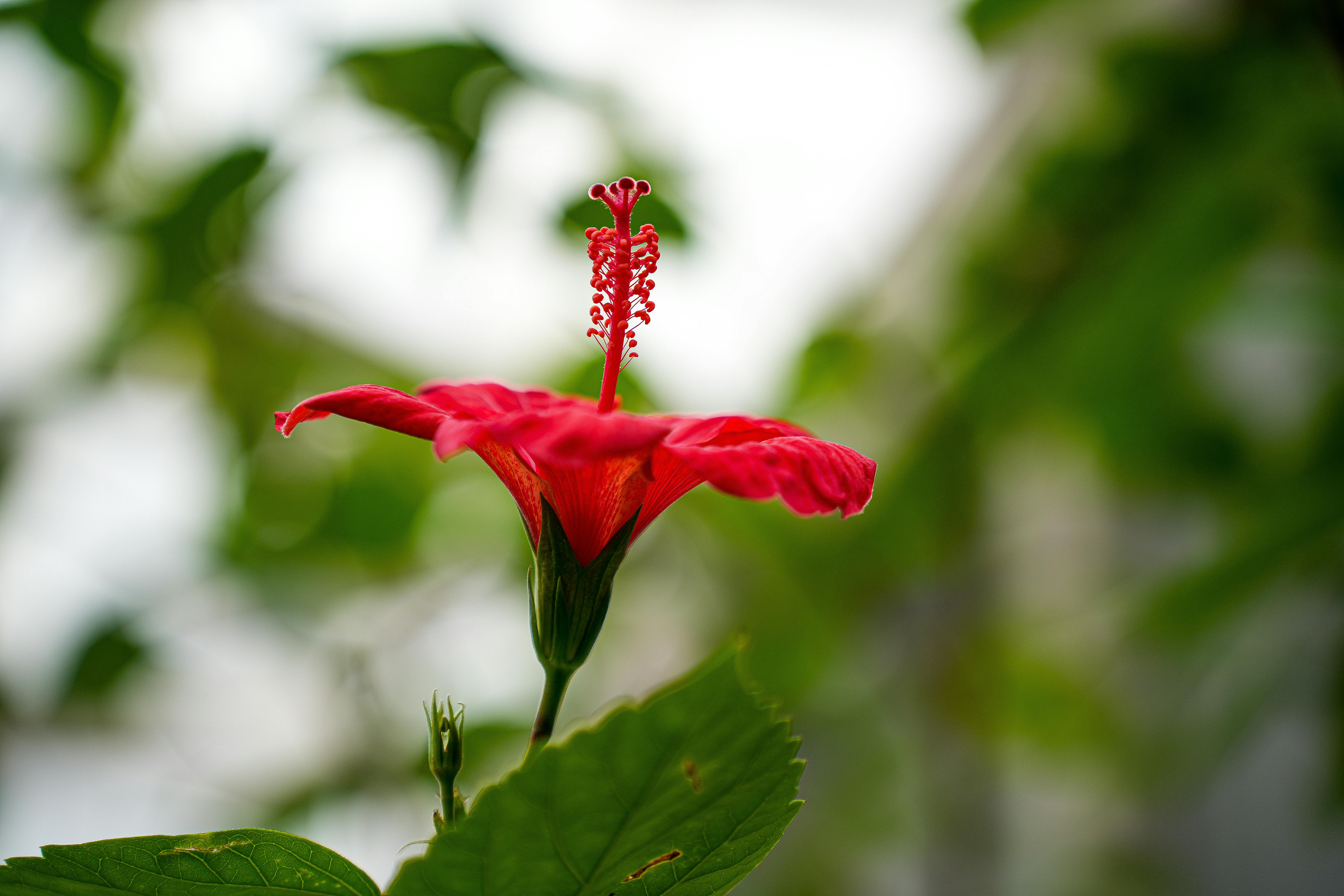 Close-up of a vibrant red hibiscus flower with green leaves and blurred background.